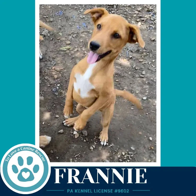 Frannie F Troop image 3