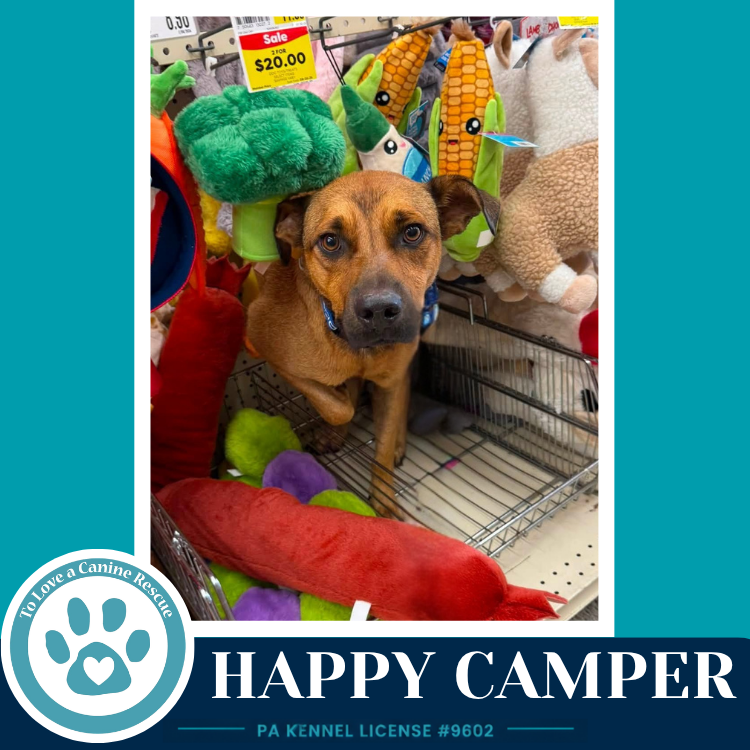 Happy Camper 082226, dog