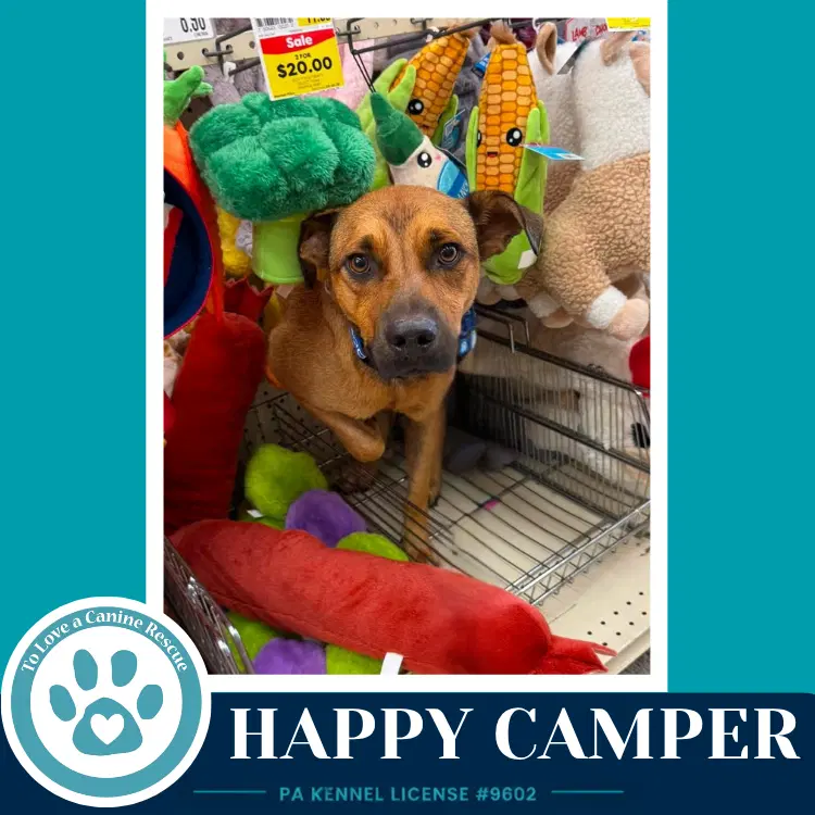 Happy Camper - Shepherd