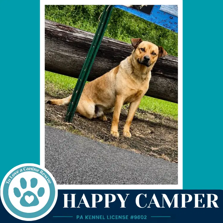 Happy Camper image 2