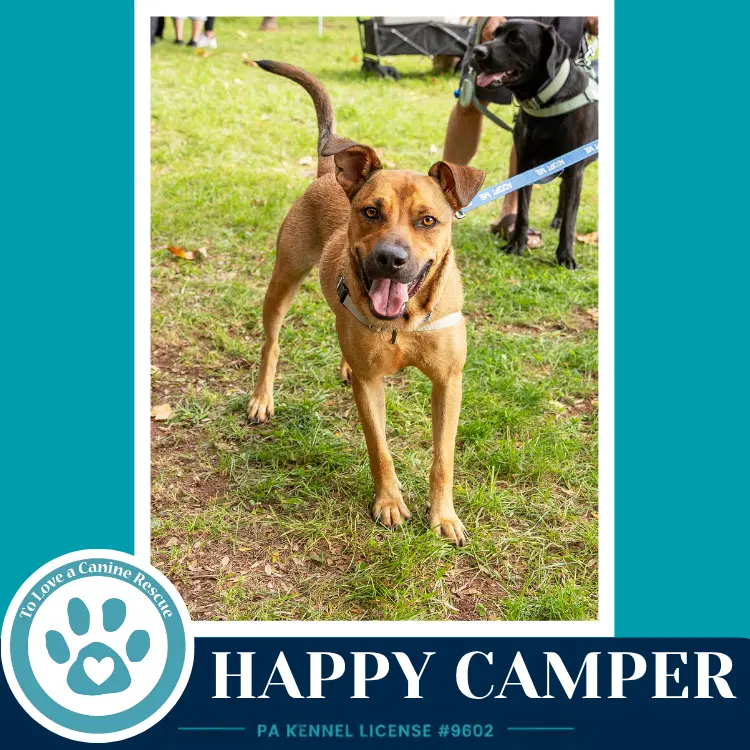 Happy Camper - Shepherd