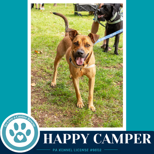 Happy Camper 082226, a dog for adoption from To Love a Canine Rescue, Inc.