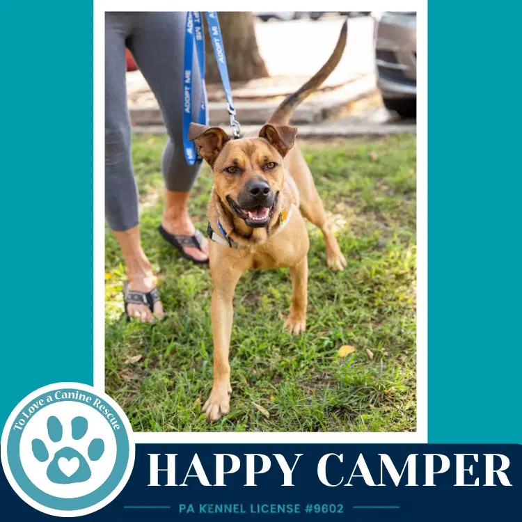 Happy Camper image 2