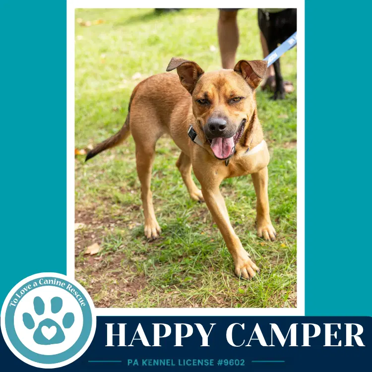 Happy Camper image 3