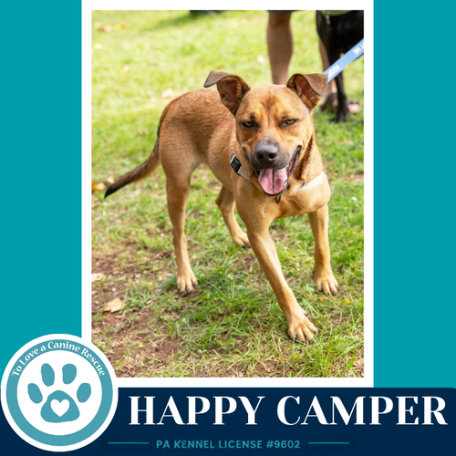Photo 3 of Happy Camper 082226