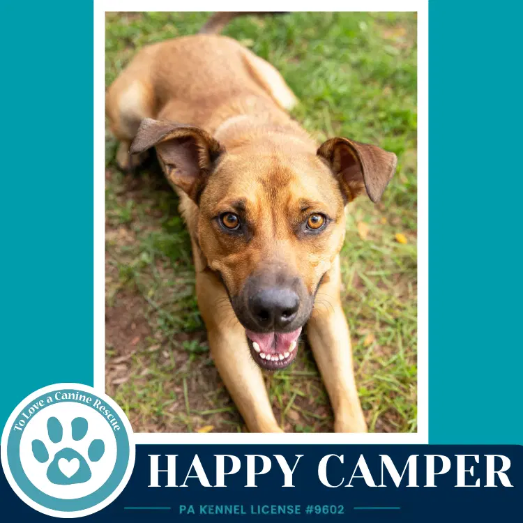 Happy Camper image 4