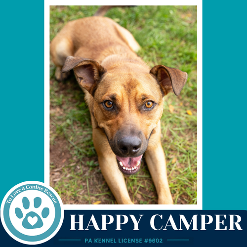 Photo 4 of Happy Camper 082226