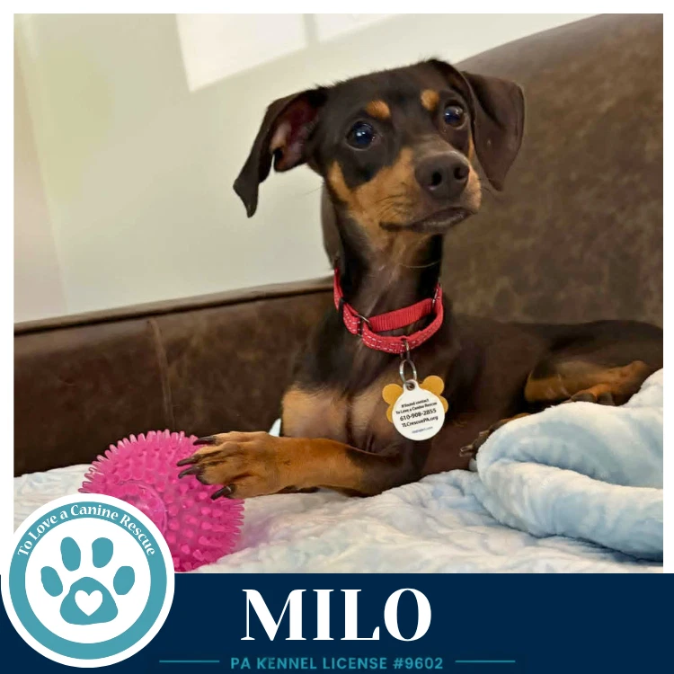 Milo
