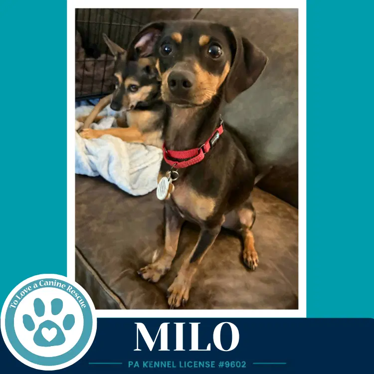 Milo image 2