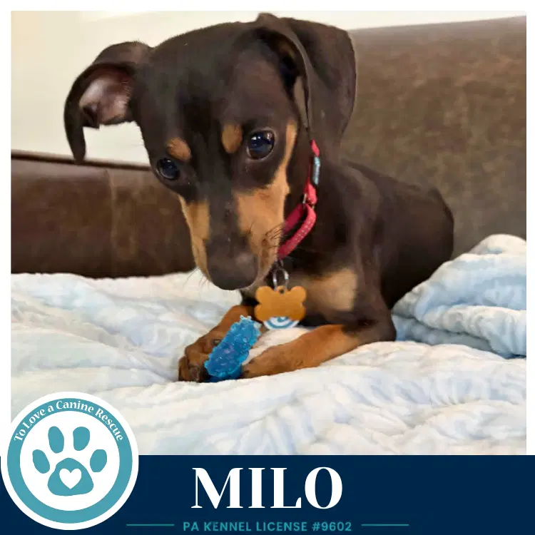Milo image 3