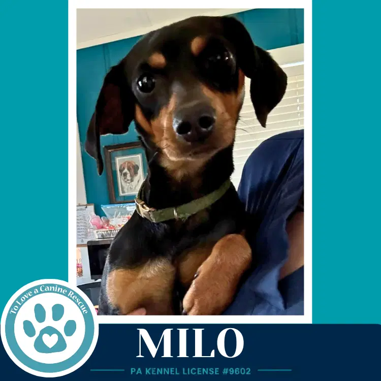 Milo image 4