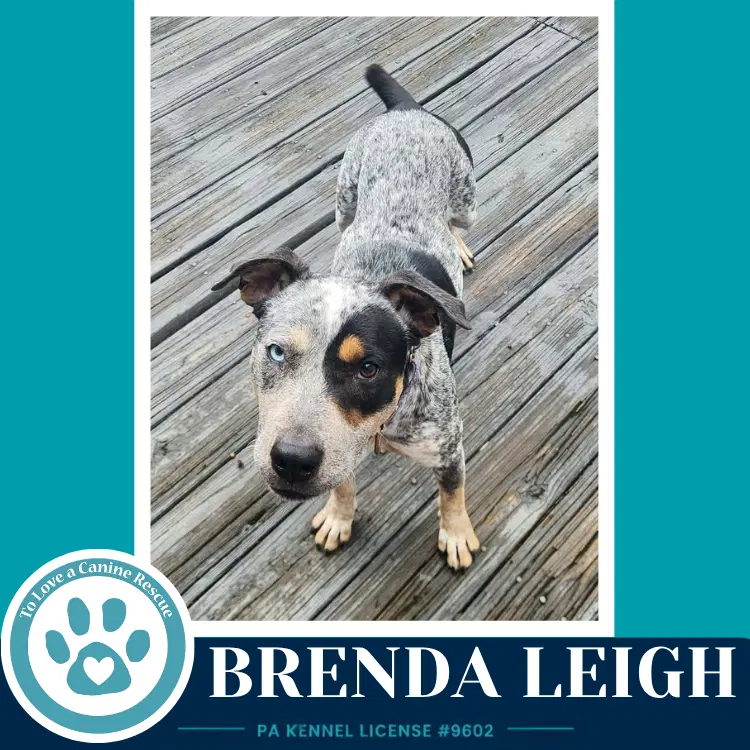Brenda Leigh - Australian Cattle Dog/Blue Heeler