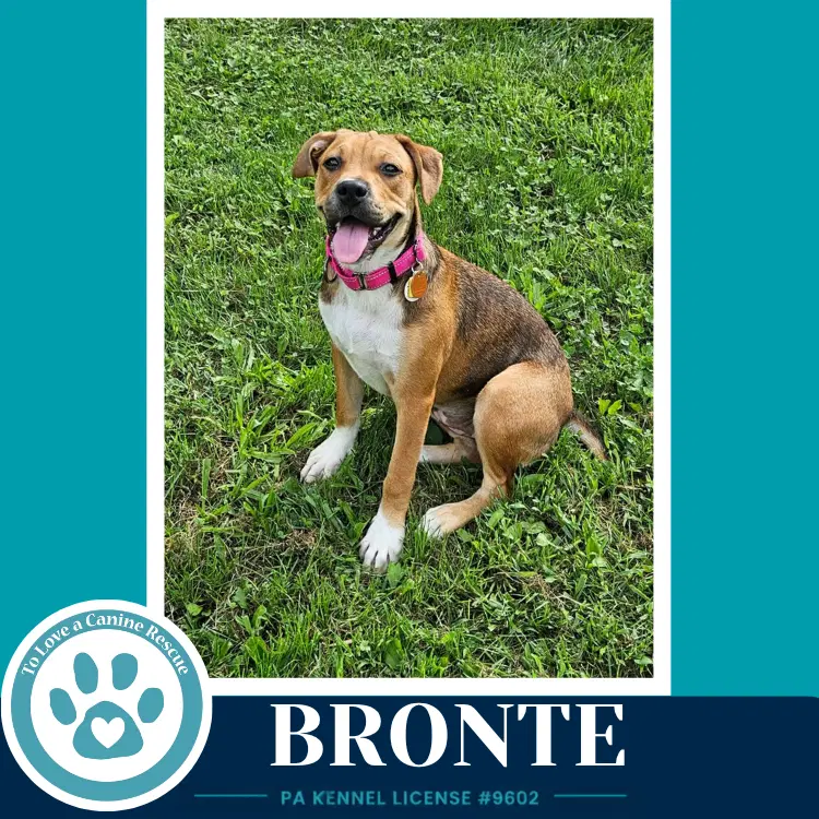 Bronte B Buds - American Bulldog