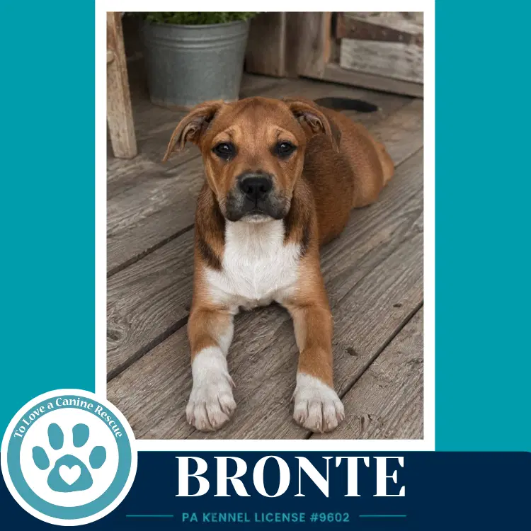 Bronte B Buds image 2