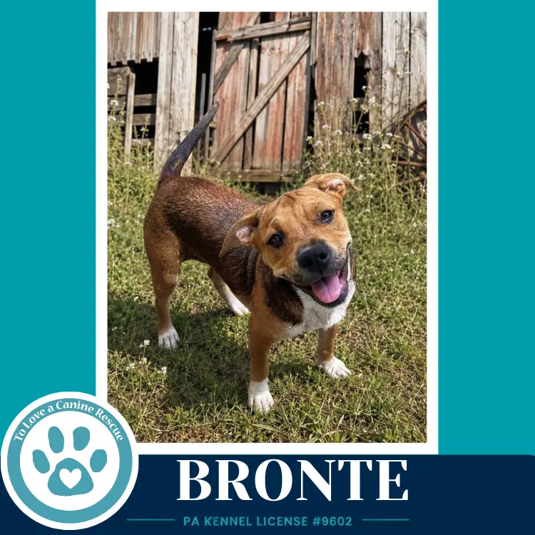 Bronte B Buds image 3