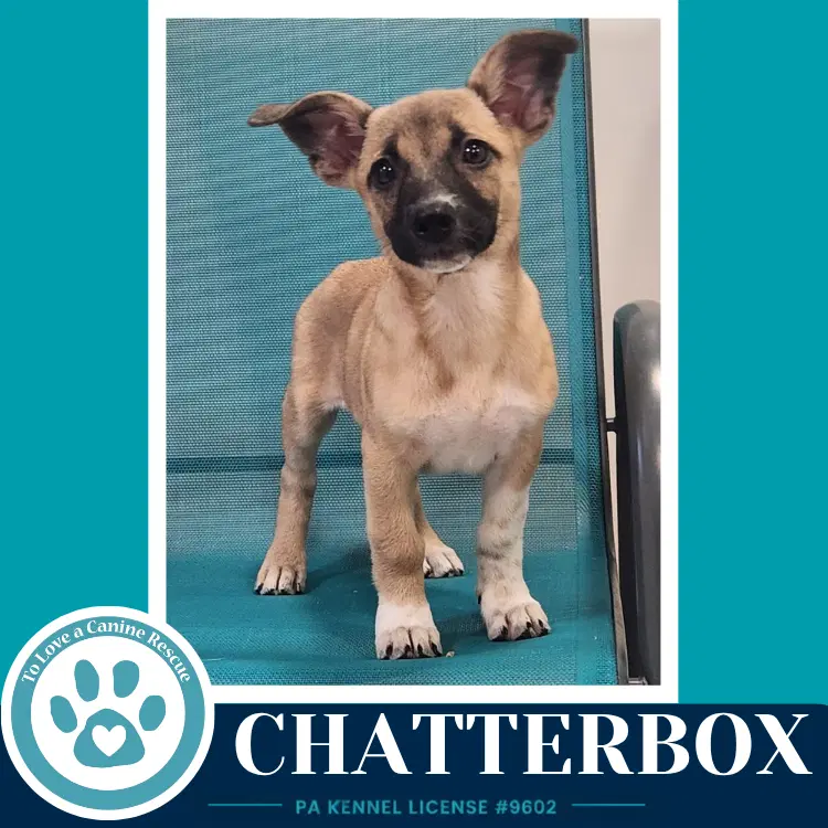 Chatterbox Commentary Crew - Chihuahua