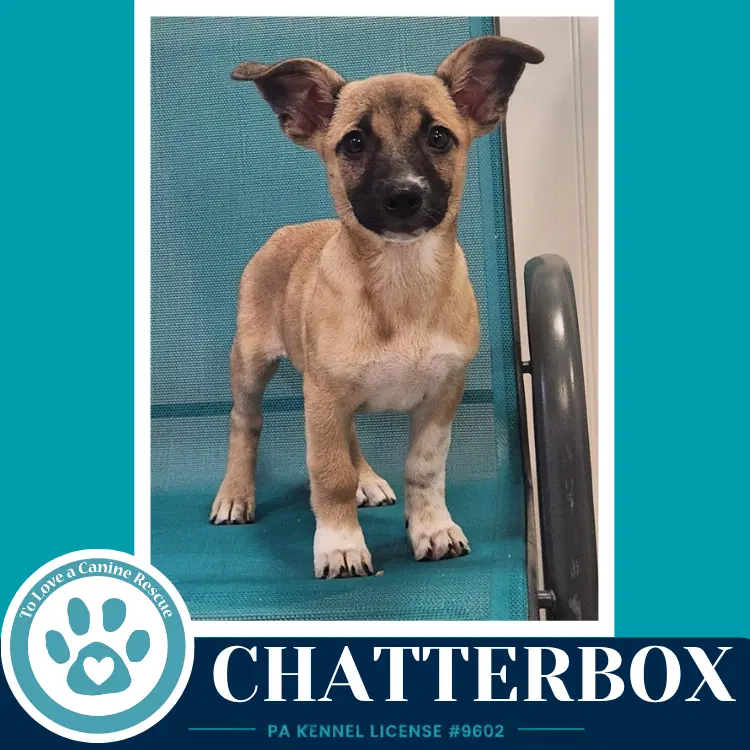 Chatterbox Commentary Crew image 2