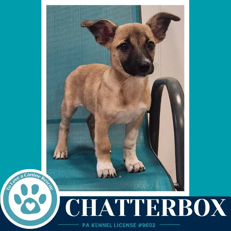 Chatterbox Commentary Crew image 3