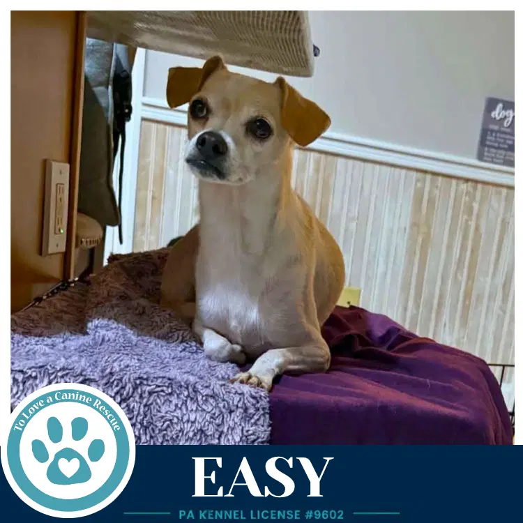 Easy - Chihuahua