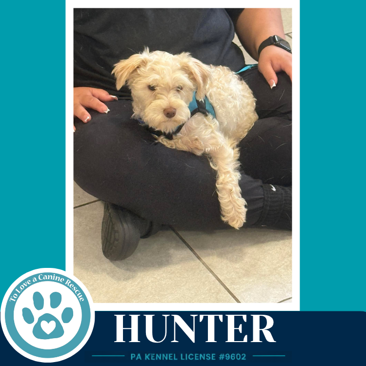 Hunter 082926, dog