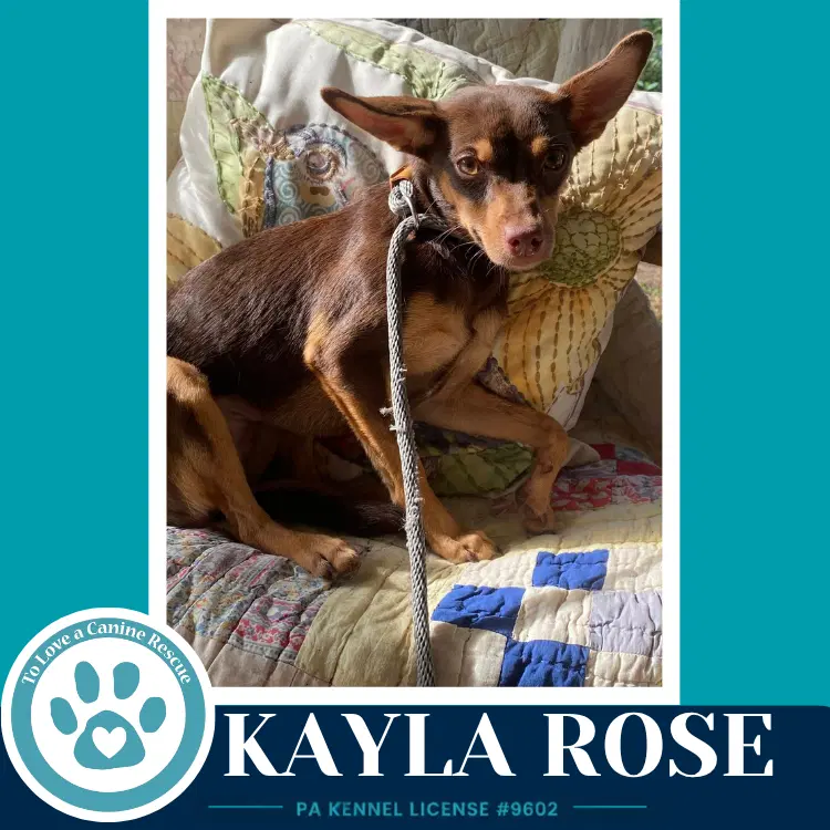 Kayla Rose image 2
