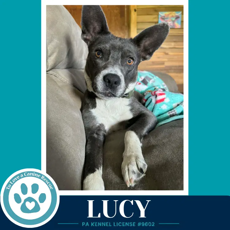 Lucy - Boston Terrier