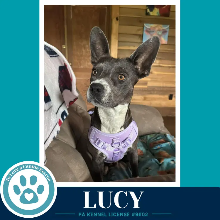 Lucy image 2