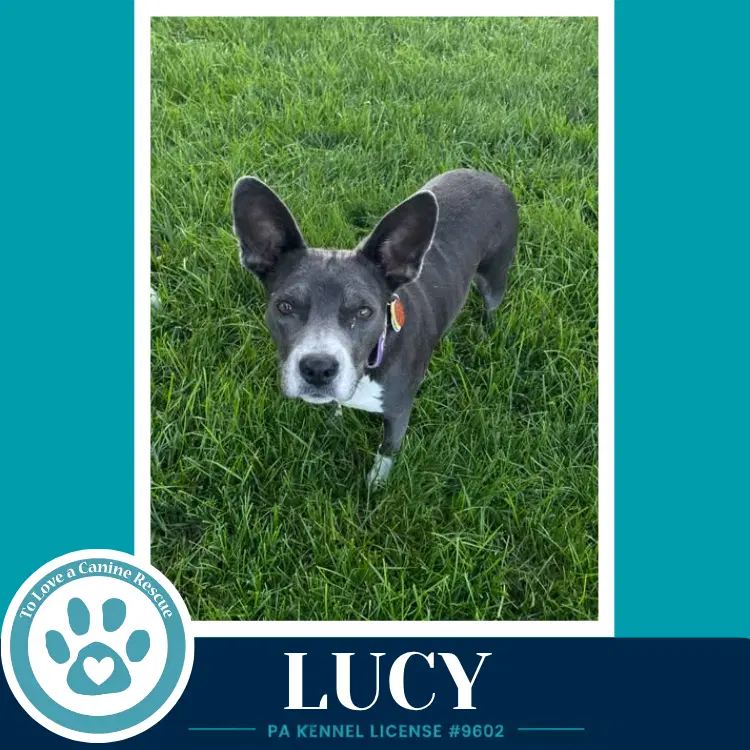 Lucy - Boston Terrier