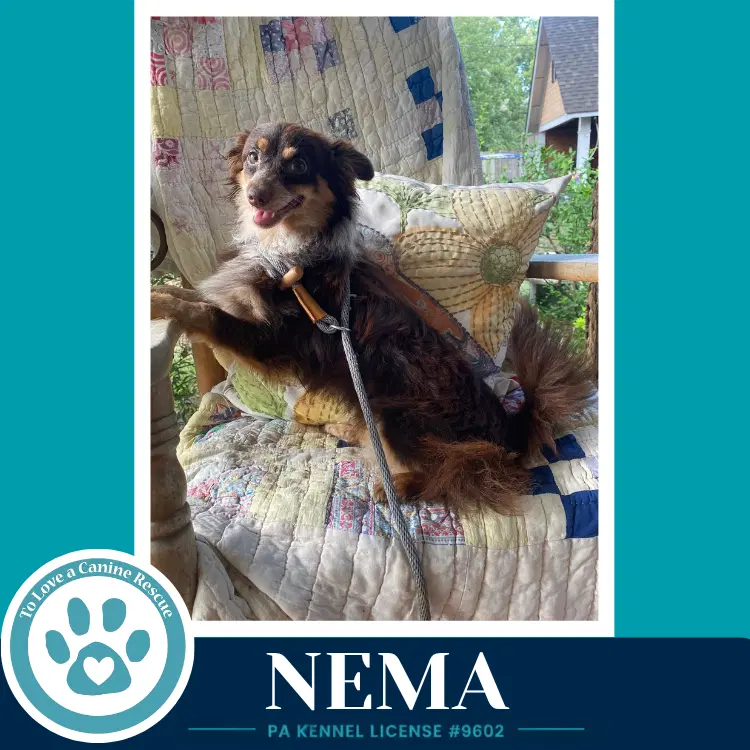 Nema - Pomeranian