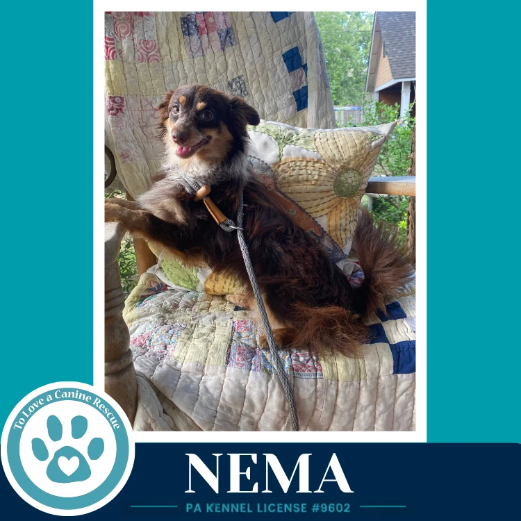 Nema