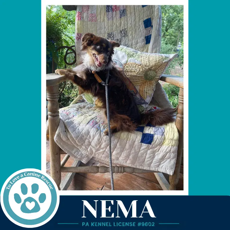 Nema image 2
