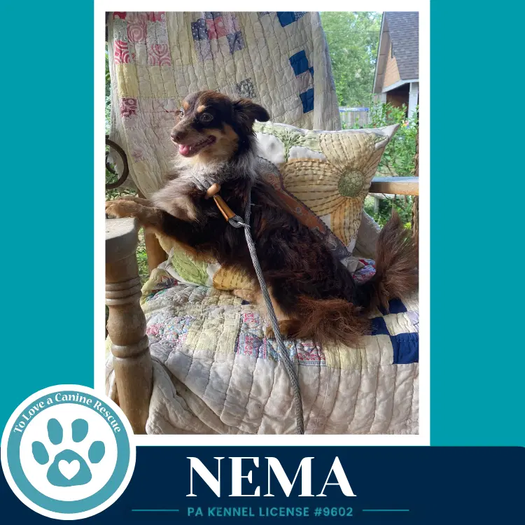 Nema image 3