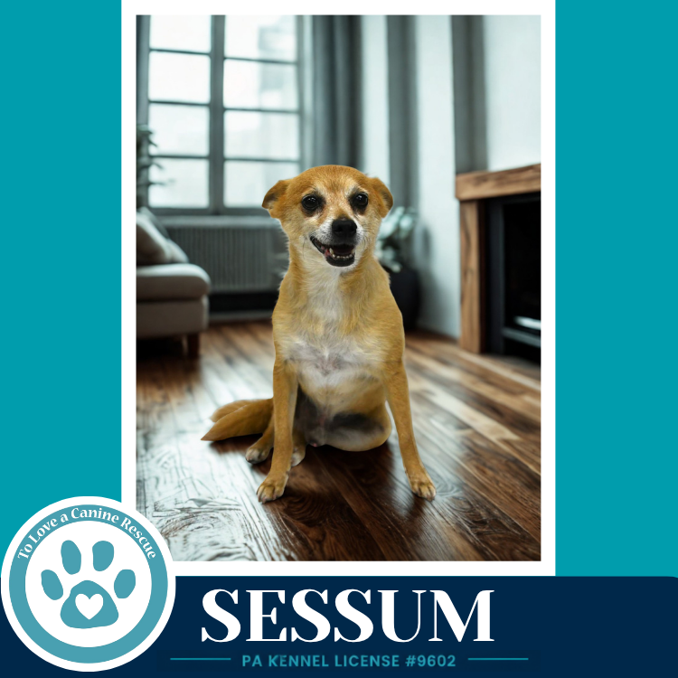 Sessum 082926, dog