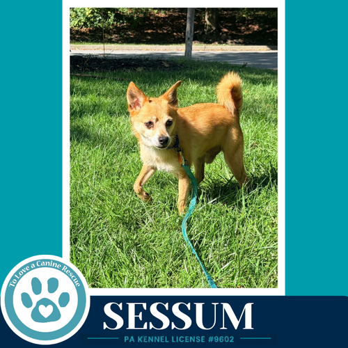 Photo 4 of Sessum 082926