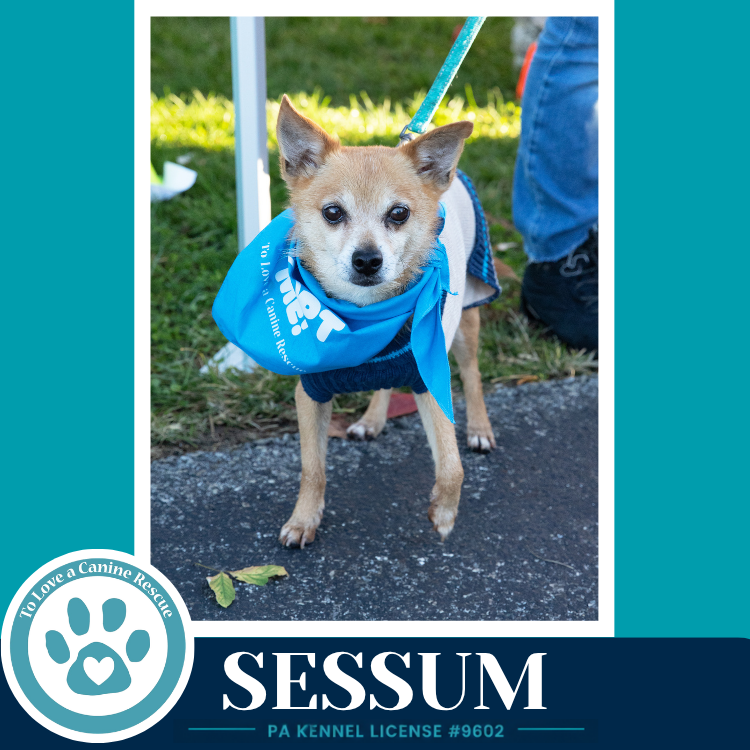 Sessum 082926