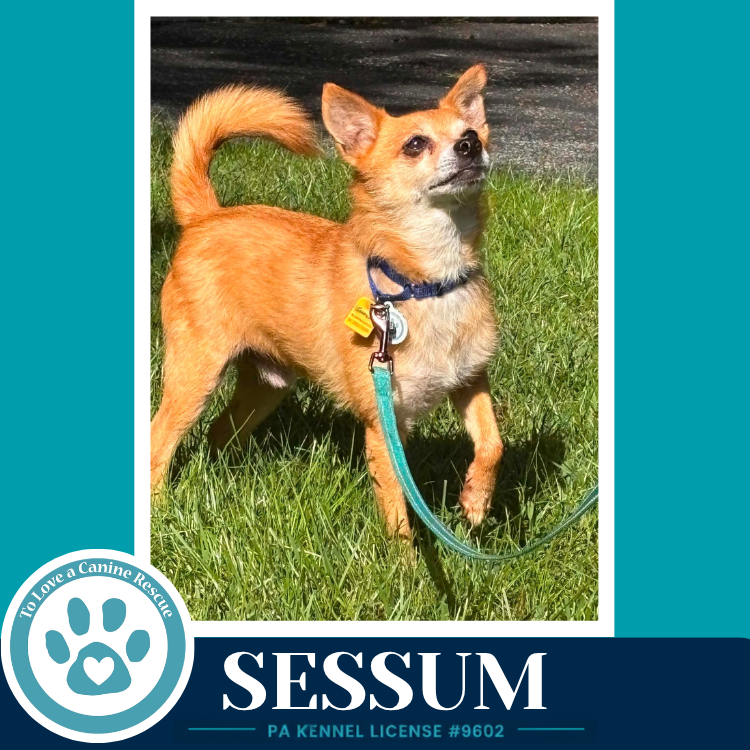 Sessum 082926, photo 3