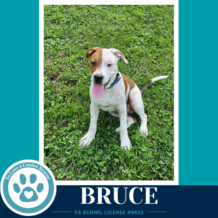 Bruce (B Buds) 082926, dog