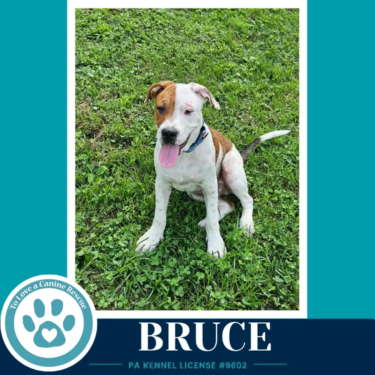 Bruce B Buds - American Bulldog