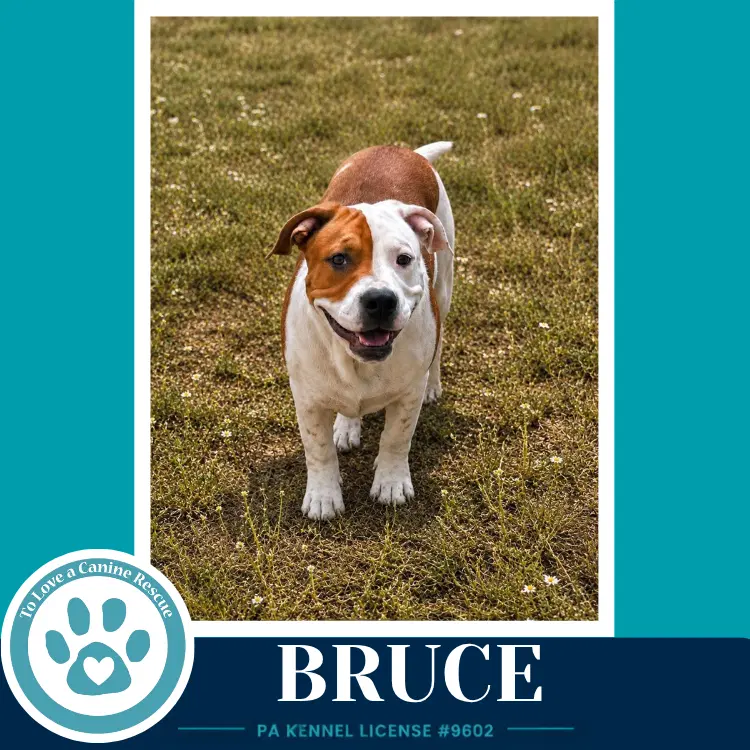 Bruce B Buds image 2
