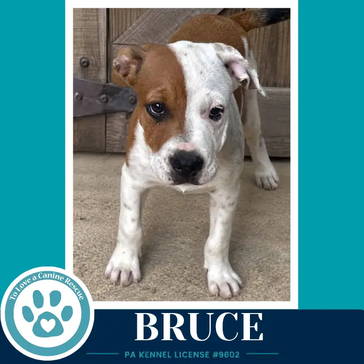 Bruce B Buds image 3