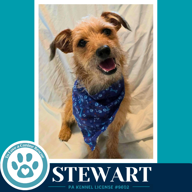 Stewart 082926, dog