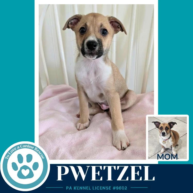 Pwetzel Betty's Babble Bunch