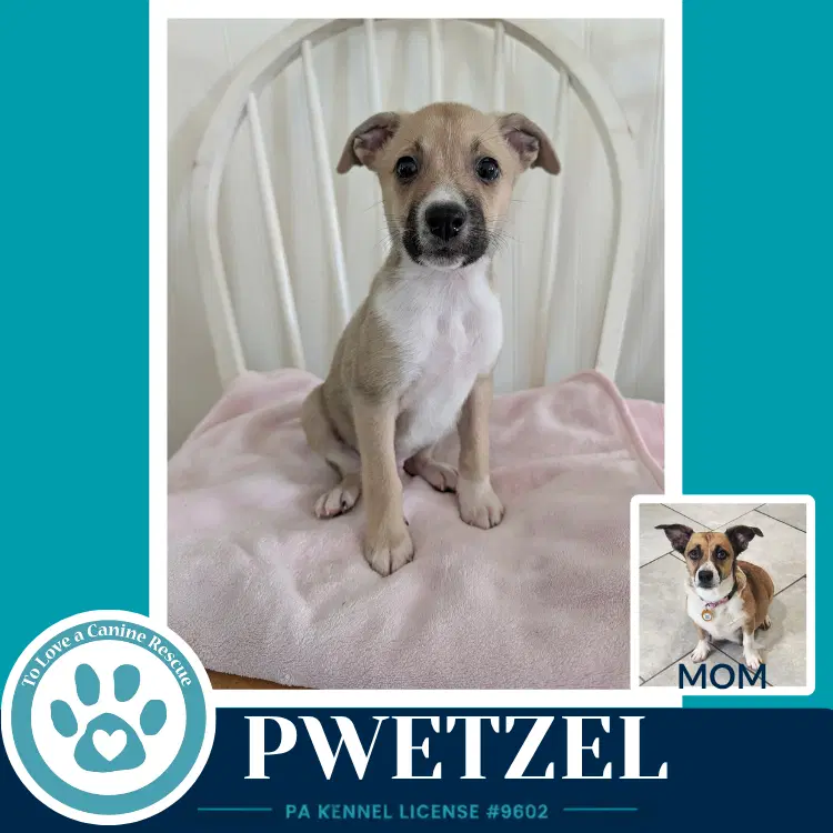 Pwetzel Betty's Babble Bunch image 2