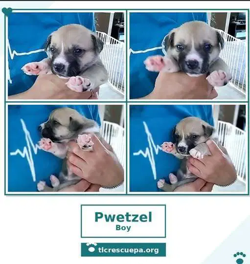 Pwetzel Betty's Babble Bunch image 3