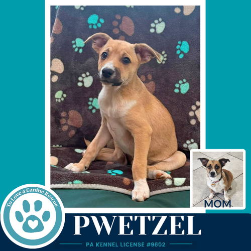 Pwetzel (Betty's Babble Bunch) 070126, a dog for adoption from To Love a Canine Rescue, Inc.