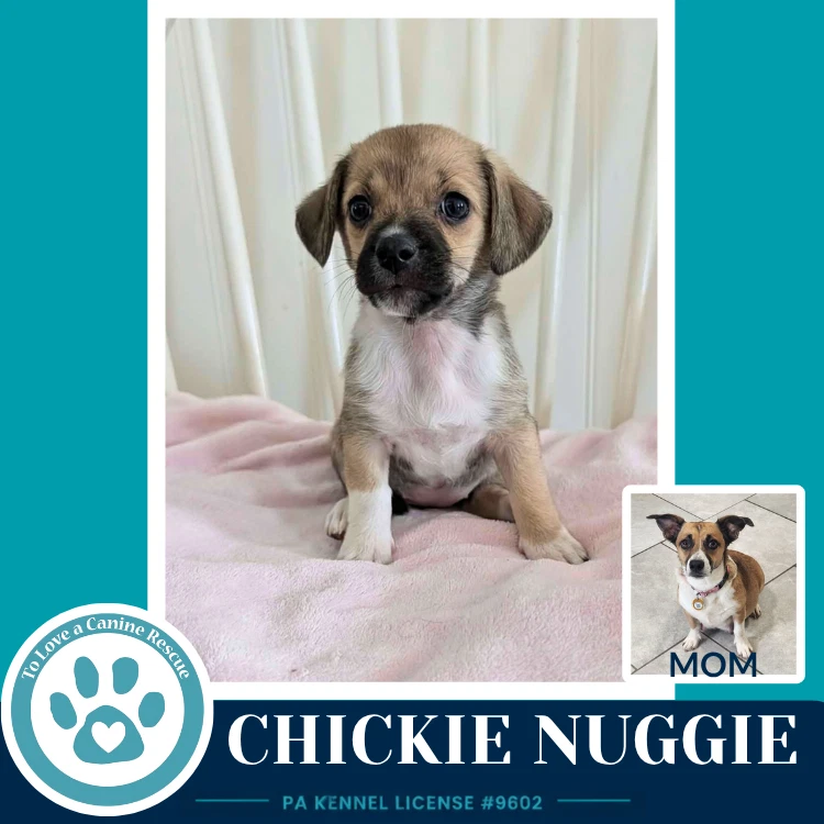 Chickie Nuggie Betty's Babble Bunch
