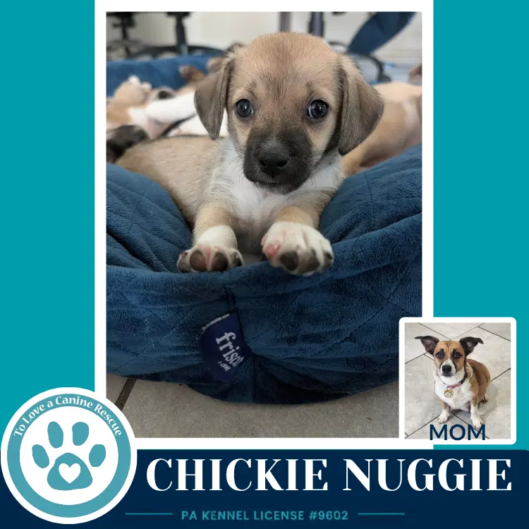 Chickie Nuggie Betty's Babble Bunch image 2