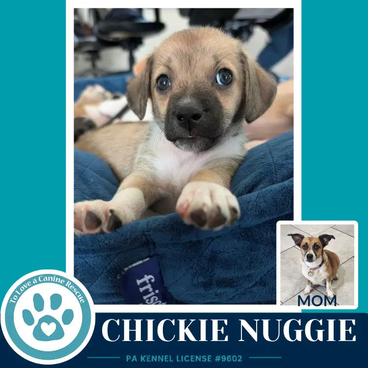 Chickie Nuggie Betty's Babble Bunch image 3