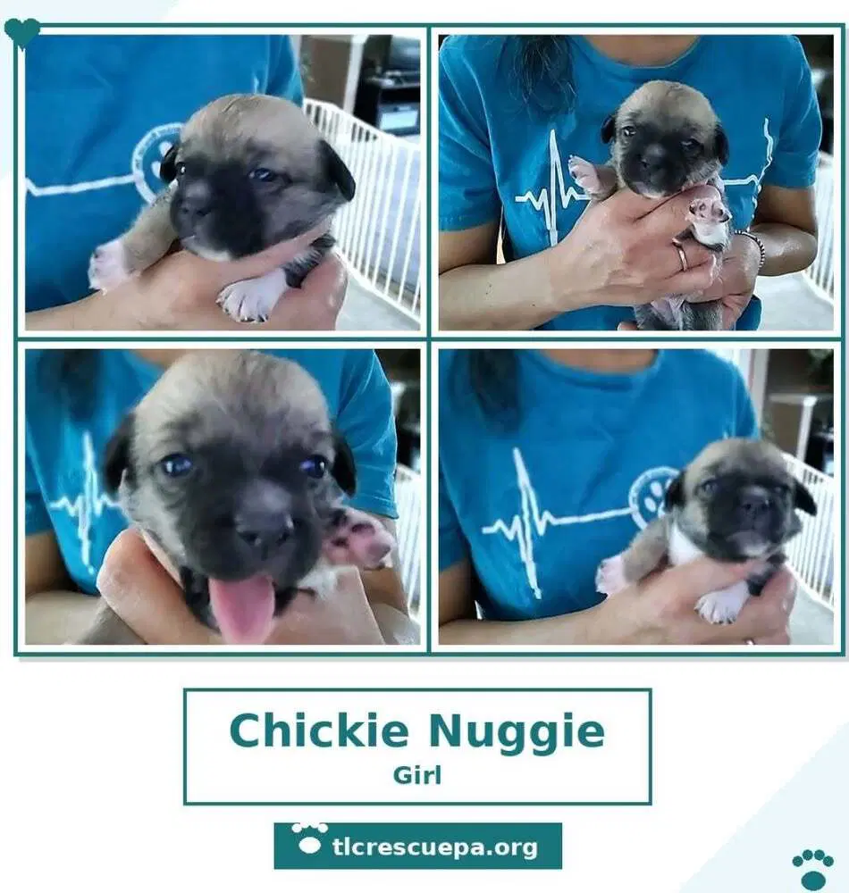 Chickie Nuggie Betty's Babble Bunch image 4