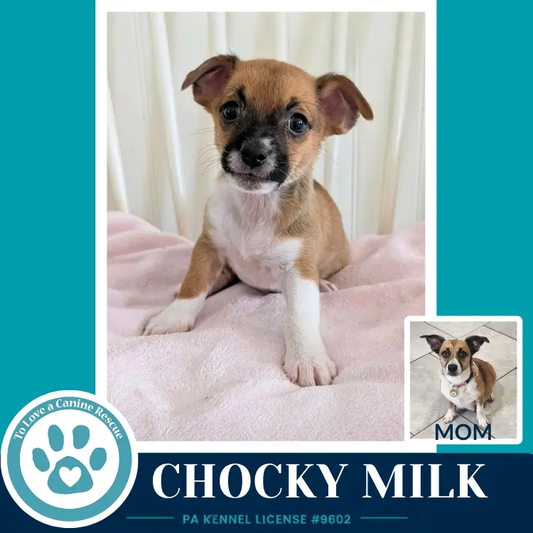 Chocky Milk Betty's Babble Bunch - Corgi